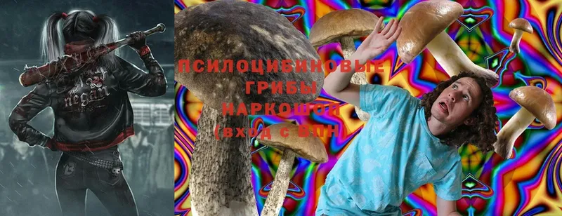 Псилоцибиновые грибы Psilocybe  shop формула  Тосно  наркотики  мега рабочий сайт 